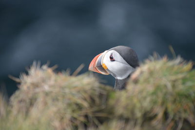 Puffin close-up on heimaey