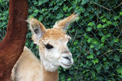 Alpaca portrait 