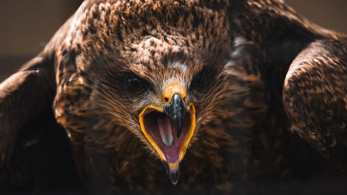 Close-up portrait of eagle