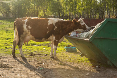 Cows eat plastic garbage in the trash can