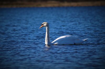 Swan swimming in lake
