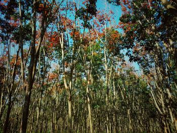 Low angle view of bamboo trees in forest