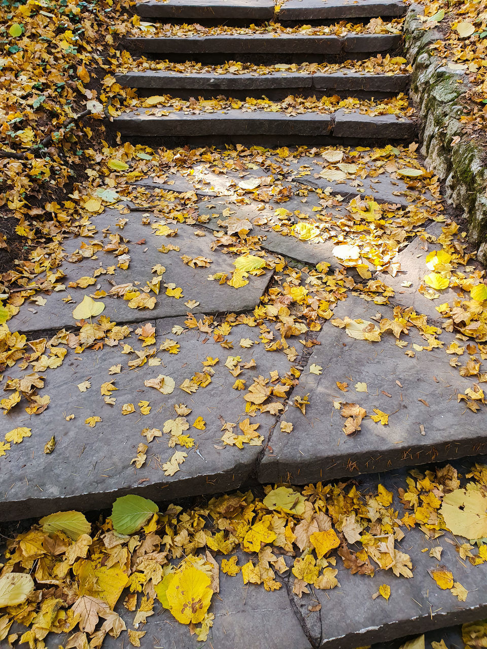 HIGH ANGLE VIEW OF YELLOW LEAVES ON RAILING