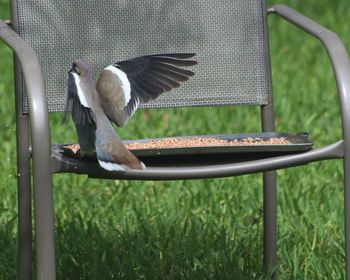 Close-up of bird flying over metal railing