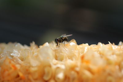 Close-up of bee on flower