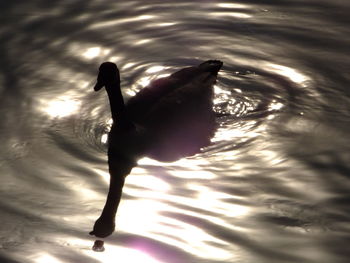 Bird flying over lake