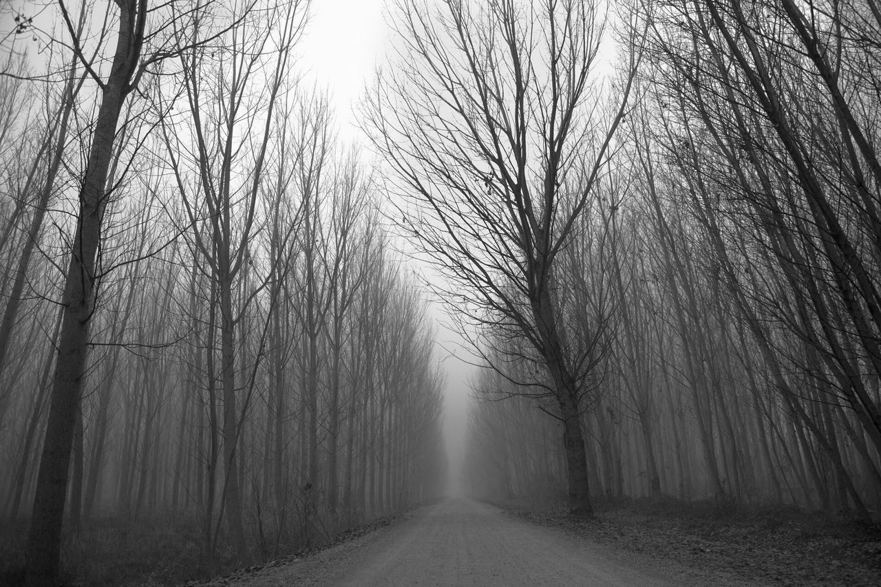 the way forward, tree, bare tree, diminishing perspective, tranquility, vanishing point, tranquil scene, treelined, branch, tree trunk, nature, road, empty road, long, empty, transportation, fog, scenics, beauty in nature, forest