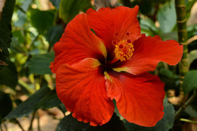 Close-up of red hibiscus blooming outdoors