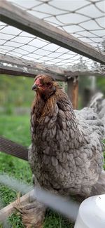 Close-up of a bird on a land