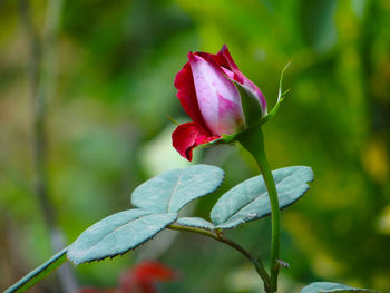 Close-up of pink rose