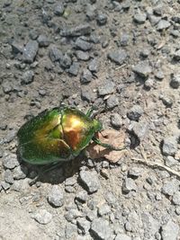 High angle view of snake