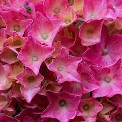 Full frame shot of pink flowers