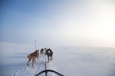 A beautiful husky dog team pulling a sled in beautiful norway morning scenery. 