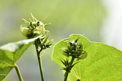 Close-up of insect on plant