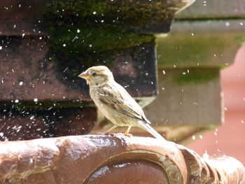 Close-up of bird perching on glass