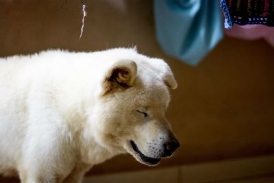 Close-up of white dog