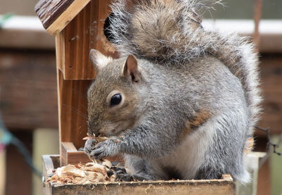 Close-up of squirrel