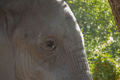 African elephants in south africa