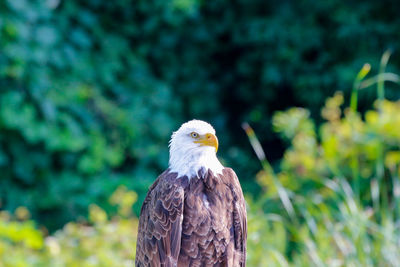 Close-up of eagle perching on plant
