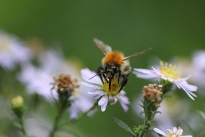 Close-up of bee on flower