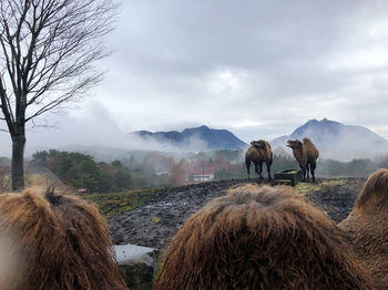 Horses in a horse