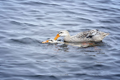 High angle view of ducks swimming in lake