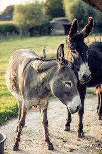 Horses standing in a field