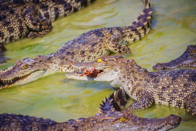 High angle view of crocodile in water