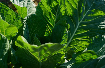 Full frame shot of green leaves