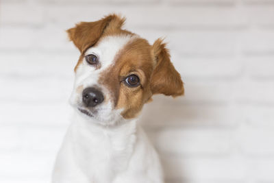 Close-up portrait of a dog