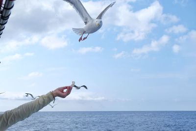 Low angle view of seagull flying over sea against sky