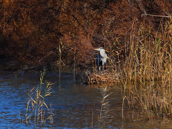 View of birds perching on lake