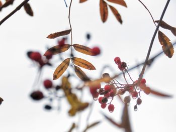 Close-up of berries growing on tree