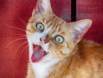 Close-up portrait of cat