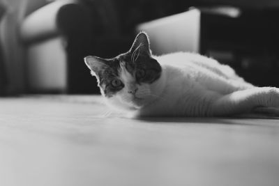 Portrait of cat lying on floor at home