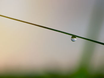 Close-up of water drops on blade of plant