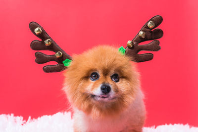 Portrait of dog against red background