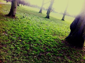 Trees on grassy field