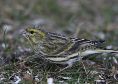 Close-up of bird perching on a land