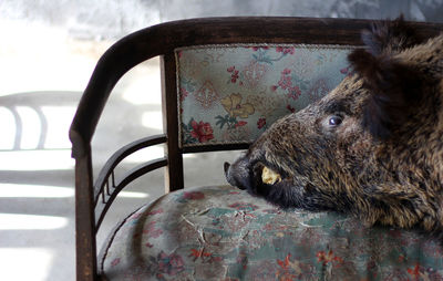 Close-up of stuffed animal head on the sofa