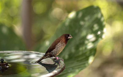 Spice finch lonchura punctulata bird perches on the edge of a bird bath.