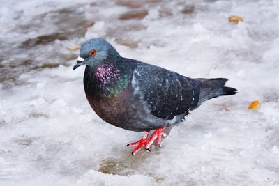 High angle view of bird on snow