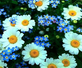 High angle view of white daisy flowers