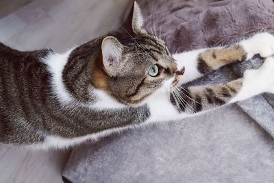 High angle view of cat stretching