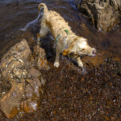 High angle view of dog running in water