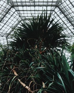 Close-up of plant in greenhouse