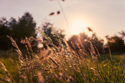 Close-up of stalks in field