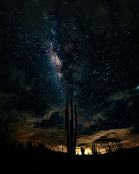 Low angle view of cactus against sky at night