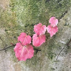 High angle view of pink flowers