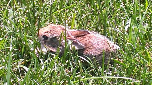 Plants on grassy field